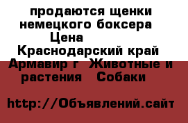 продаются щенки немецкого боксера › Цена ­ 7 000 - Краснодарский край, Армавир г. Животные и растения » Собаки   